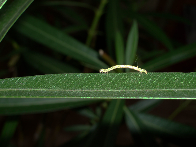 a little guest