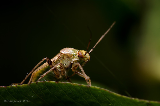 mirid_bug_006