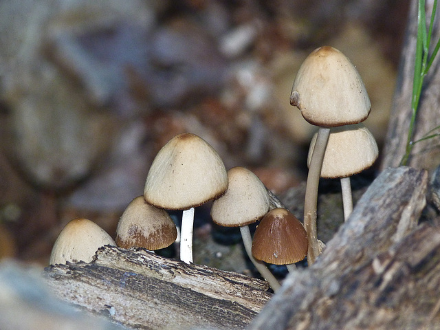 Growing in a log