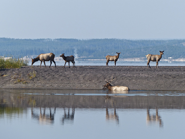 Reflections in Yellowstone Lake