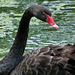 Black Swan preening