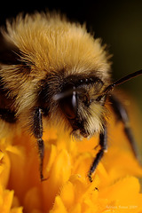 bumble_bee_001