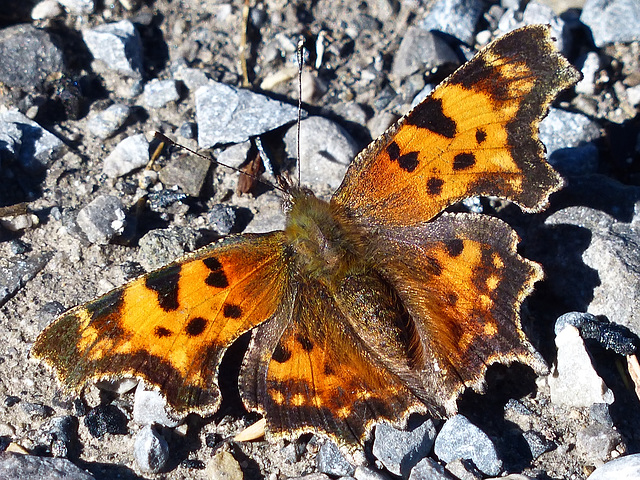 Comma butterfly