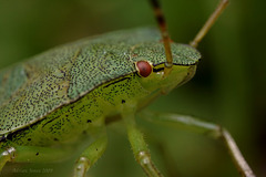 shieldbug_001