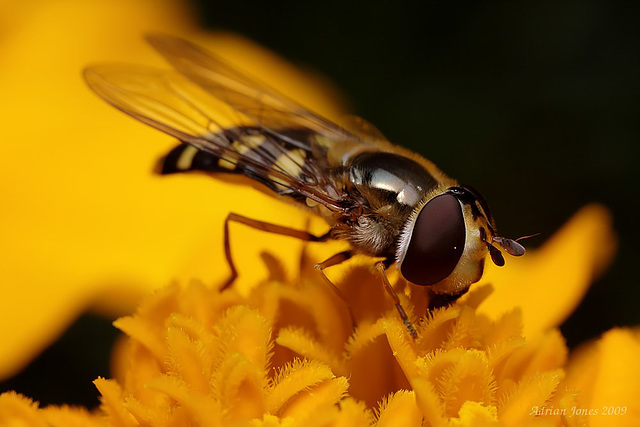 hoverfly