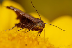 Unidentified Micro Moth