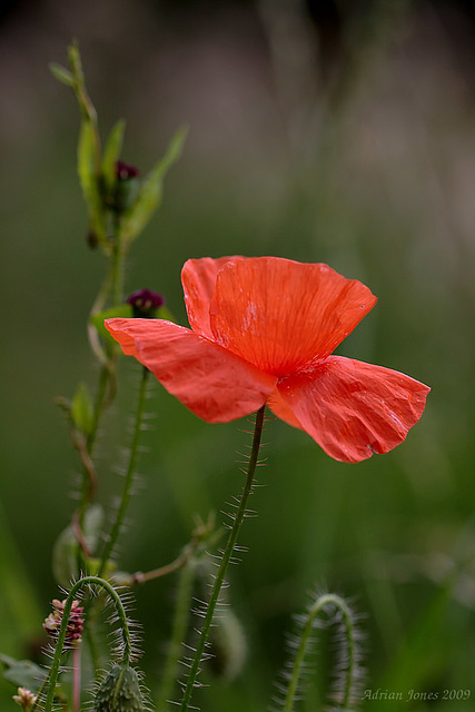 poppies_001