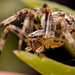 Garden Spider