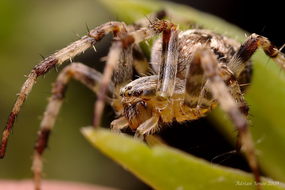 Garden Spider