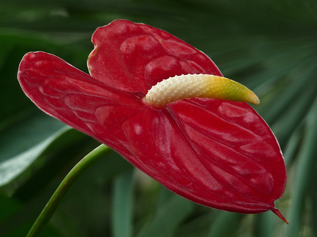 Anthurium