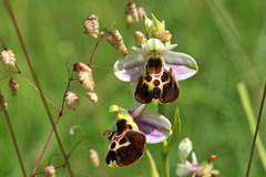 Ophrys frelon