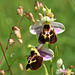 Ophrys frelon