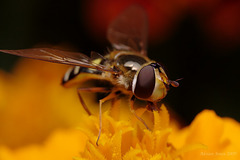 hoverfly