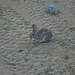 Cottontail rabbit