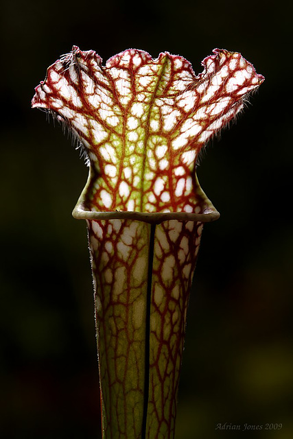 sarracenia_leucophylla_001