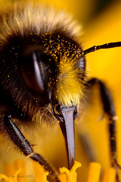 bumble_bee_002
