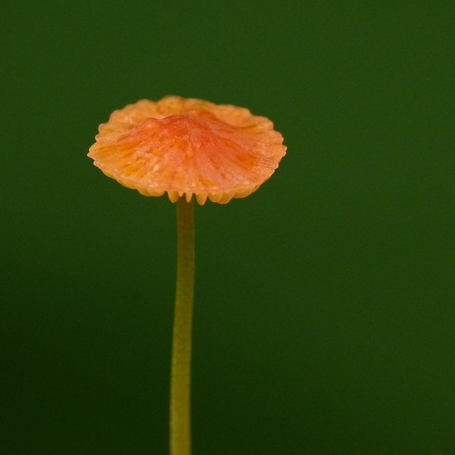 Splash of orange in the forest