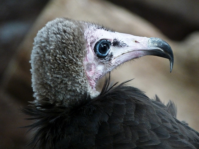 Hooded Vulture / Necrosyrtes monachus