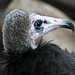 Hooded Vulture / Necrosyrtes monachus