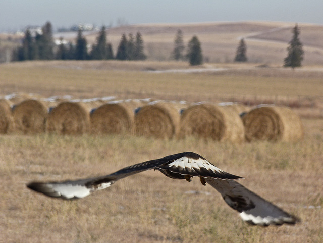 Take-off, Rough-legged Hawk style