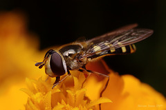 hoverfly
