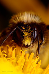 bumble_bee_001