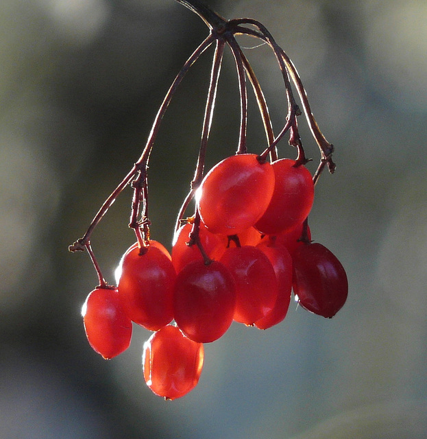 Glowing berries