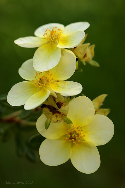 potentilla_limelight_002