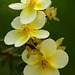 potentilla_limelight_002