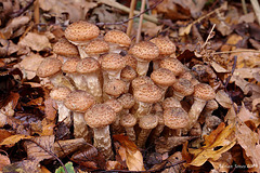 Honey Fungus (Armillaria sp.)