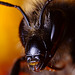 bumble_bee_005