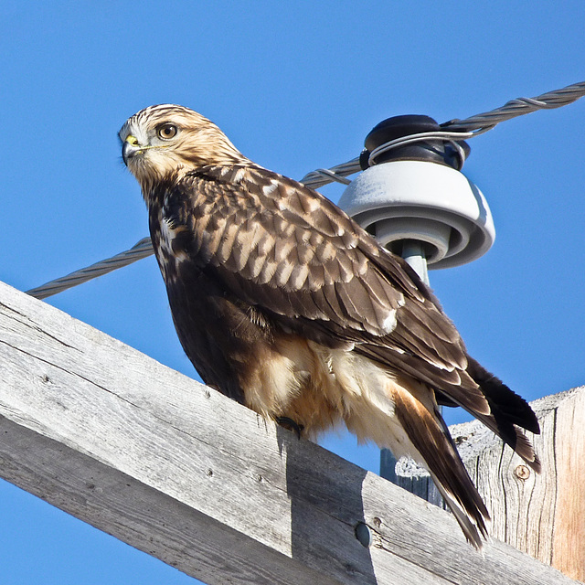 Guardian of the electricity pole : )