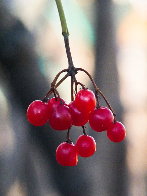 The joy of RED