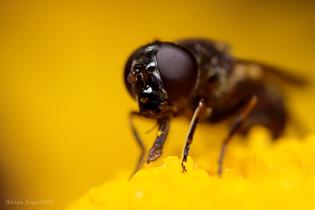 hoverfly_005