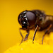 hoverfly_005