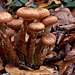 Honey Fungus (Armillaria sp.)