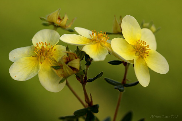 potentilla_limelight_001