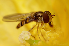 hoverfly_003