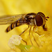 hoverfly_003