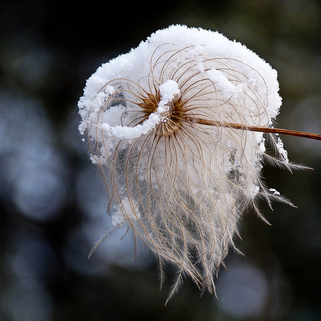 Snow-covered tresses