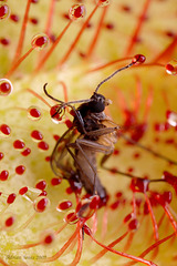 drosera_lunch_001