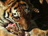 Thanksgiving dinner for a hungry Tiger cub