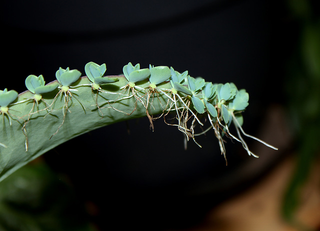 Kalanchoe laetevirens
