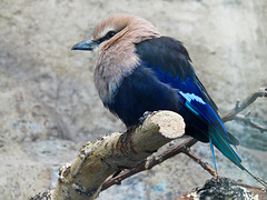 African Blue-bellied Roller / Coracias cyanogaster