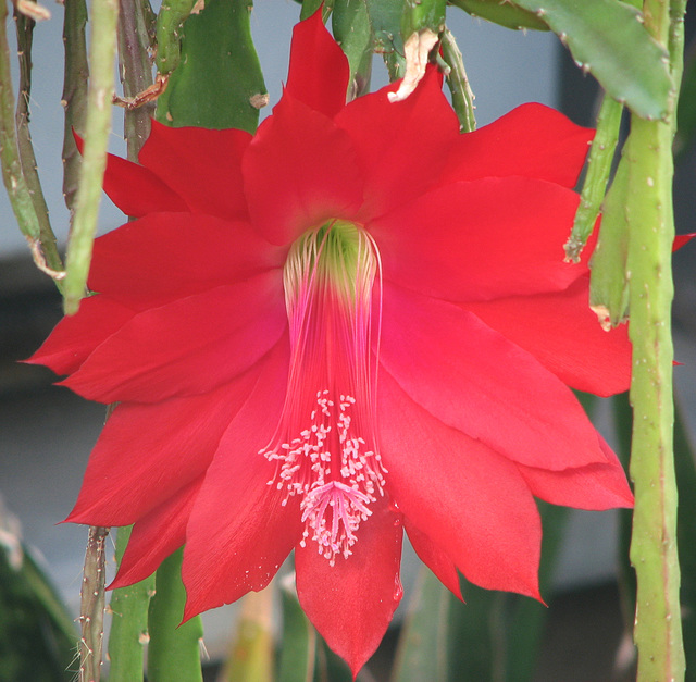 Cactus flower