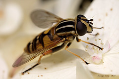 hoverfly_002