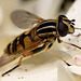 hoverfly_002