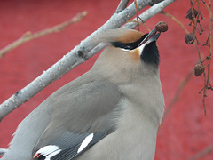Bohemian Waxwing with berry