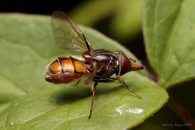 hoverfly_001