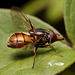 hoverfly_001